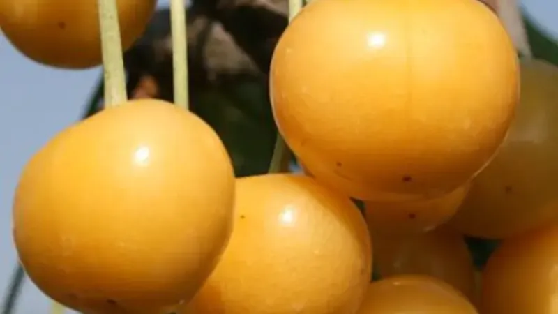 Gelbe Rarität und späte dunkle Schönheiten: Wir stellen die Kirschen 'Donnisen', 'Ferrovia' und 'Irena' vor