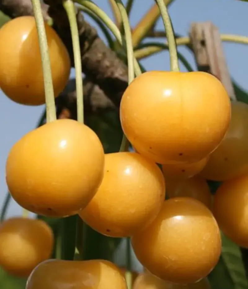 Sweet Cherry (Prunus avium) DONNISEN - Tutifruti, s.r.o.