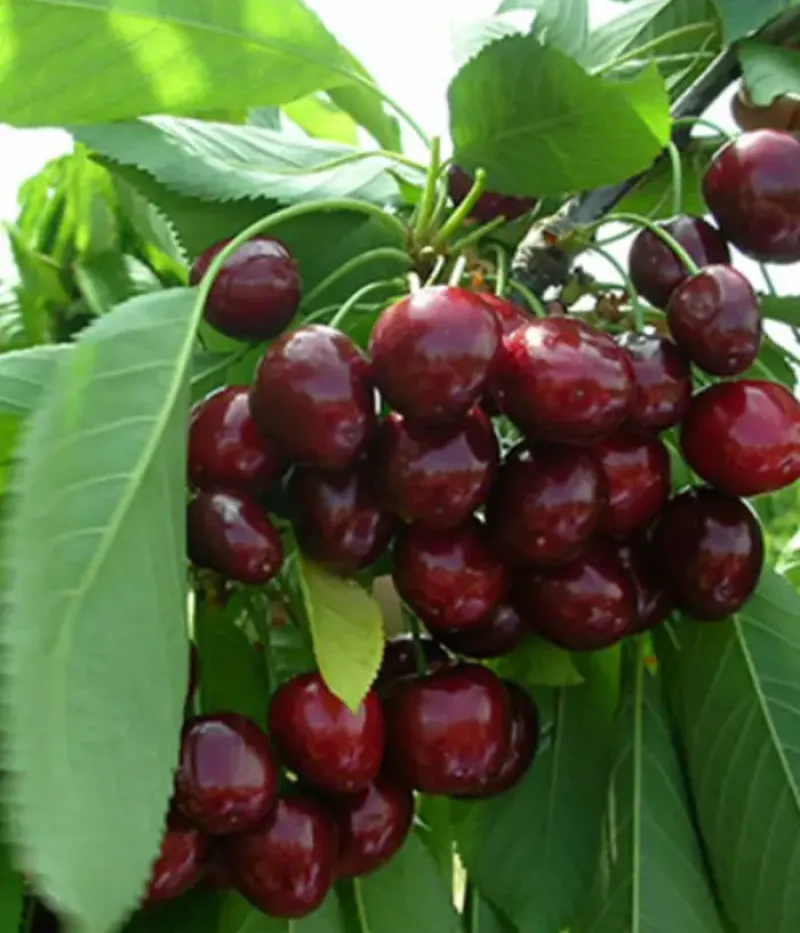 Sweet Cherry (Prunus avium) FERROVIA - Tutifruti, s.r.o.