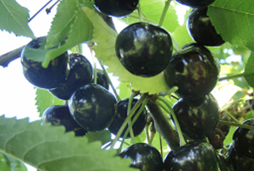 Analyse lettischer Kirschen: Detailliertes Profil der Sorten Paula, Aija und Indra | Blog