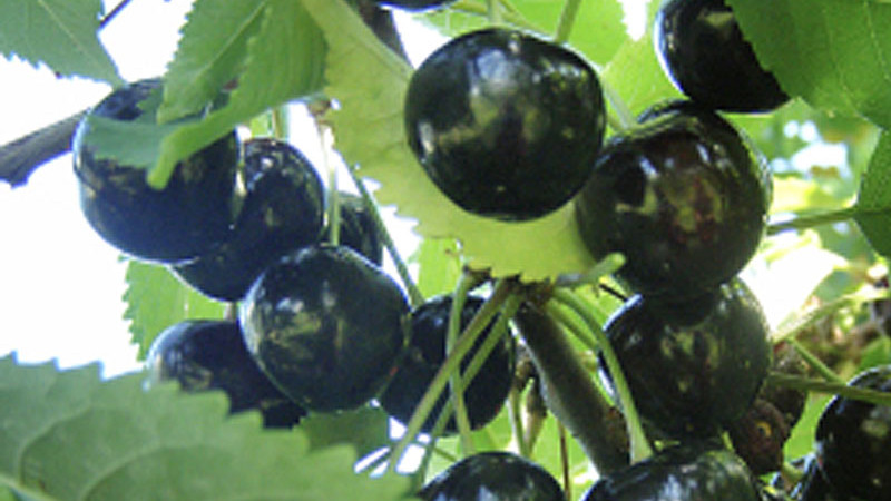 Analyse lettischer Kirschen: Detailliertes Profil der Sorten Paula, Aija und Indra | Blog