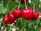 Süßkirsche (Prunus avium) CLAUDIA - SK Matej Hornák Süßkirsche (Prunus avium) CLAUDIA - SK Matej Hornák