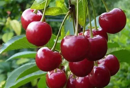 Neue Kirschen 2026: Kompaktnaya, Iput und Igrushka (Russland/Ukraine)