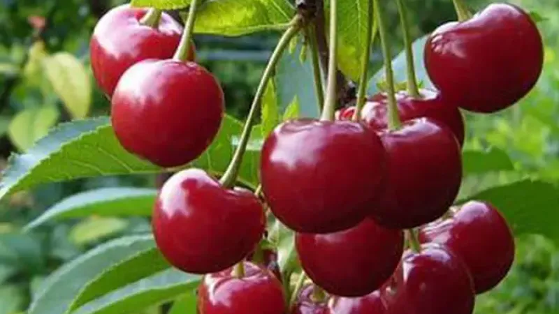 Neue Kirschen 2026: Kompaktnaya, Iput und Igrushka (Russland/Ukraine)