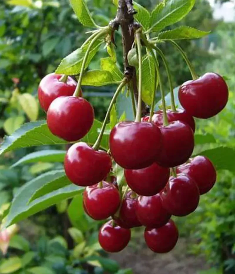 Süßkirsche (Prunus avium) KOMPAKTNAYA VENYAMINOVA - Tutifruti, s.r.o.