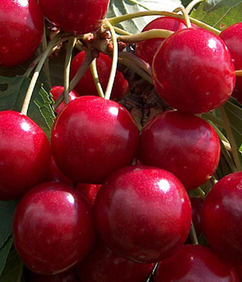 Süßkirsche (Prunus avium) KRUPNOPLODNAJA - Tutifruti, s.r.o.