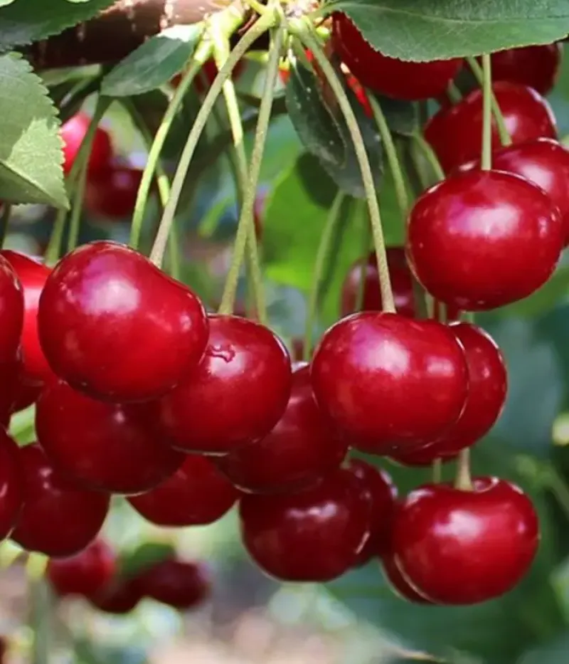 Sauerkirsche (Prunus cerasus) ÚJFEHÉRTÓI - Tutifruti, s.r.o.