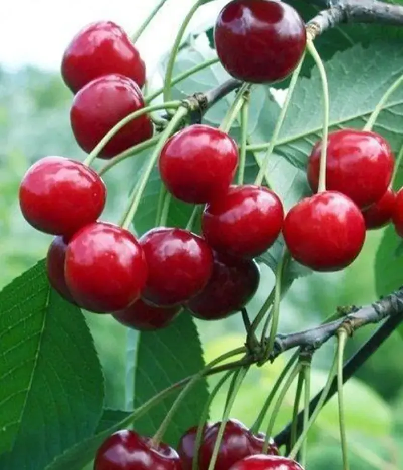 Sauerkirschen (Prunus cerasus) MOLODYOZHNAYA - Tutifruti, s.r.o.