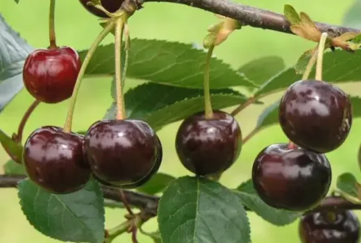 Selbstfruchtbar und widerstandsfähig: Wir stellen die Sauerkirschen 'Gerema', 'Nana' und 'Notė' vor