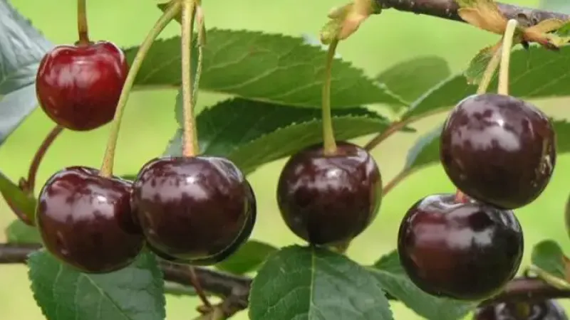 Selbstfruchtbar und widerstandsfähig: Wir stellen die Sauerkirschen 'Gerema', 'Nana' und 'Notė' vor