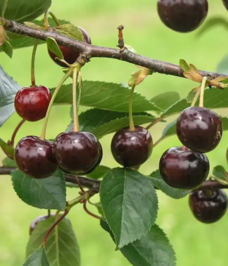 Sauerkirschen (Prunus cerasus) NOTĖ - Tutifruti, s.r.o.
