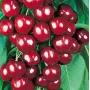 Süßkirsche (Prunus avium) OVSTUZHENKA