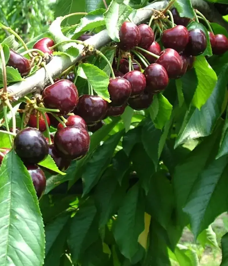 Süßkirsche (Prunus avium) PACIFIC RED - Tutifruti, s.r.o.