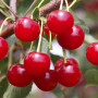 Sour Cherry (Prunus cerasus) PANDY