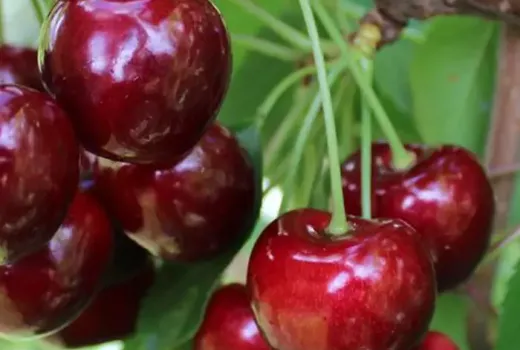 Wir stellen vor: Neue Kirschsorten für die Saison 2026 – Nimba, Regina und Kompakte Venyaminova