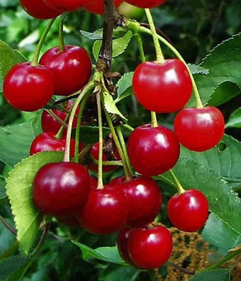 Sauerkirsche (Prunus cerasus) NEFRIS - SK Matej Hornák