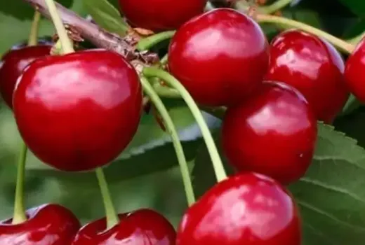 Wir stellen vor: Neue Kirschsorten für die Saison 2026 – Schalunja, Újfehértói und Igruschka