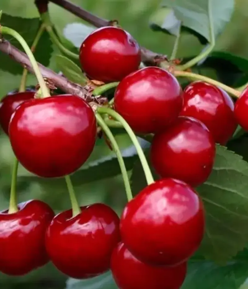 Sauerkirschen (Prunus cerasus) SHALUNYA - Tutifruti, s.r.o.
