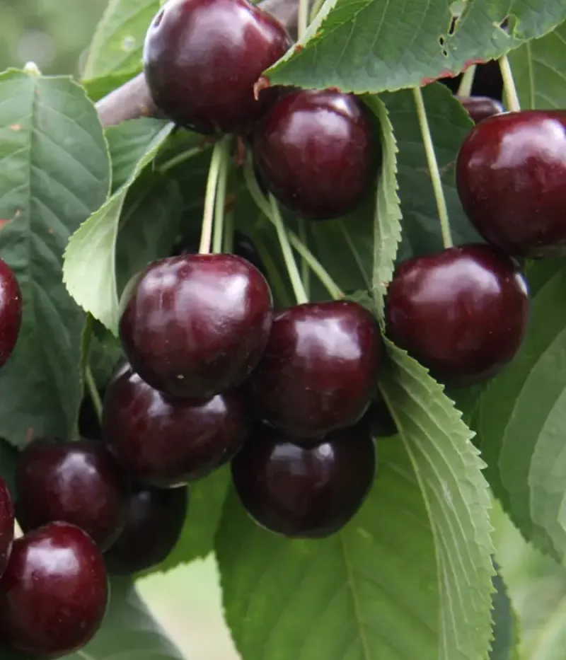 Süßkirsche (Prunus avium) SWEETHEART - Tutifruti, s.r.o.