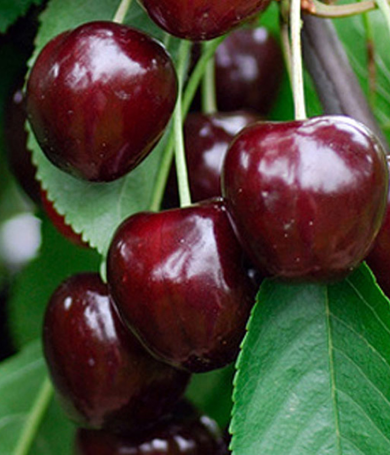 BIO AROMA SPUR SÄULENSÜßKIRSCHE DUNKELROT - Tutifruti SK