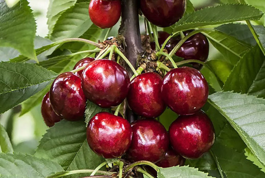 Sie suchen Kirschen für Ihren Garten? Versuchen Sie diese winterharten Sorten
