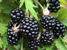 Bio Brombeere (Rubus fruticosus) THORNLESS EVERGREEN - Tutifruti SK