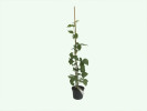 Brombeere (Rubus fruticosus) ARAPAHO - Tutifruti, s.r.o. (SK)