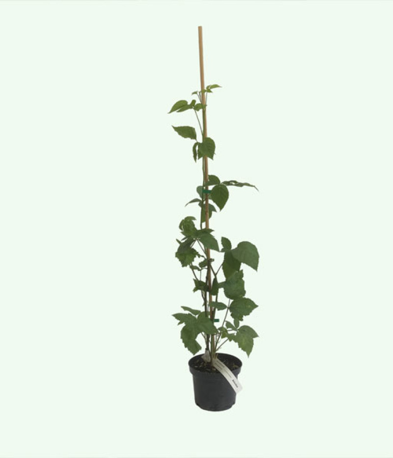 Brombeere (Rubus fruticosus) ARAPAHO - Tutifruti, s.r.o. (SK)
