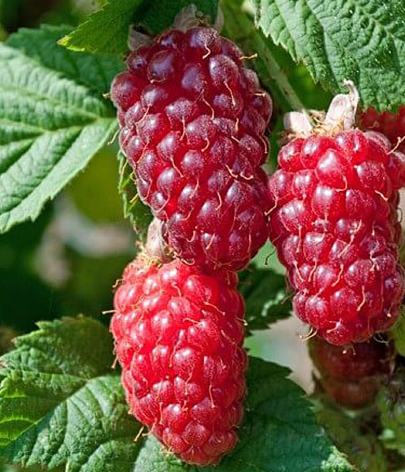 BUCKINGHAM TAYBERRY ( Rubus x tayberry) - Tutifruti SK