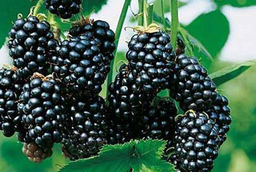 Brombeeren: ihre Bedeutung für Garten und Anbau