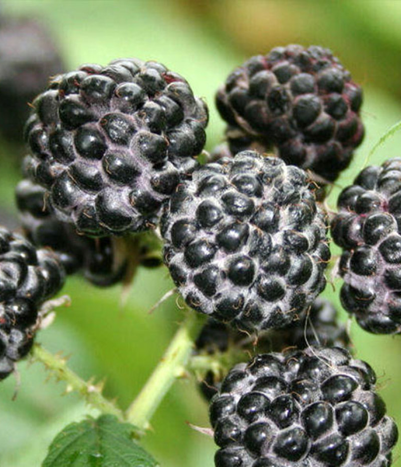 Černica (Rubus occidentalis) JEWEL - Tutifruti SK
