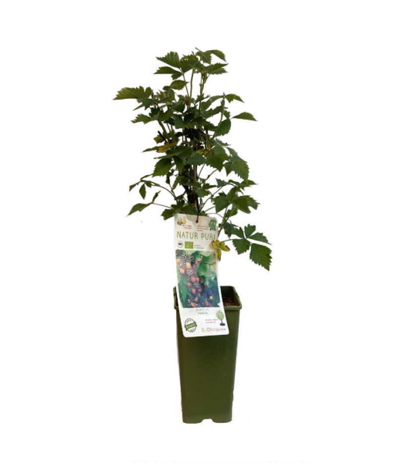 Bio Brombeere (Rubus fruticosus) THORNFREE - Tutifruti SK