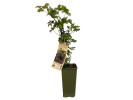 Bio Brombeere (Rubus fruticosus) THORNLESS EVERGREEN - Tutifruti SK