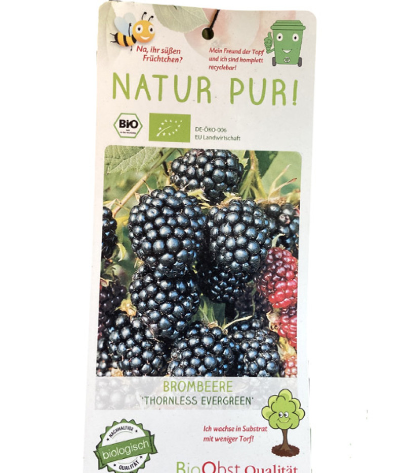 Bio Brombeere (Rubus fruticosus) THORNLESS EVERGREEN - Tutifruti SK