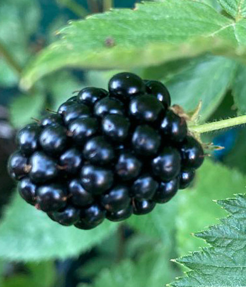 Brombeere (Rubus fruticosus) TRIPLE CROWN - Tutifruti SK
