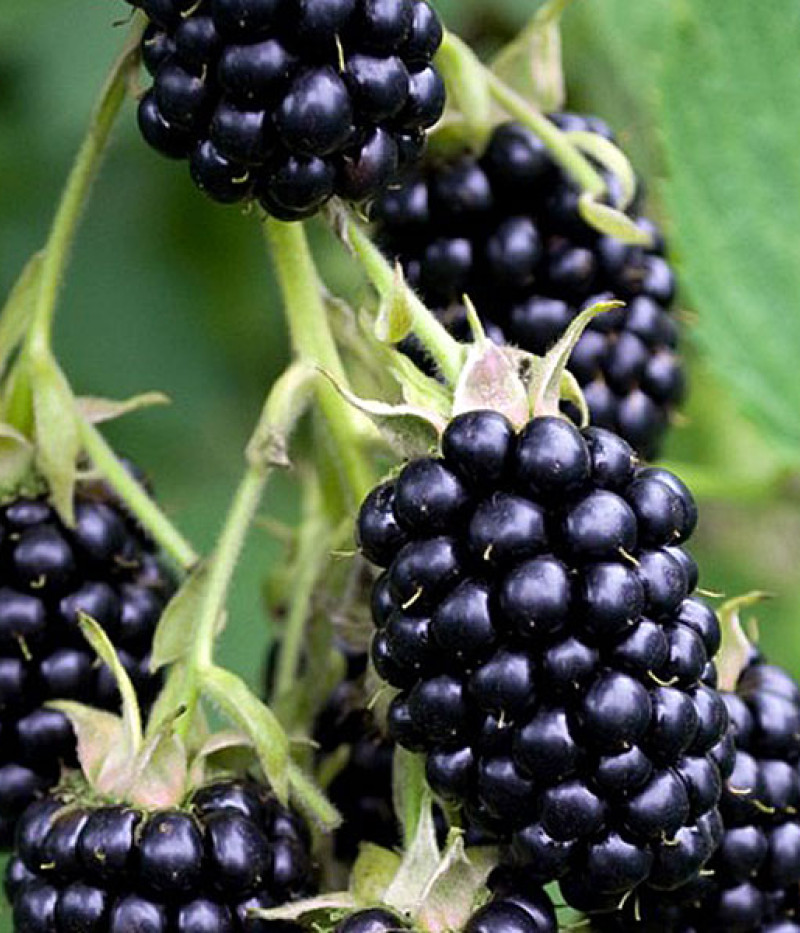 Brombeere (Rubus fruticosus) TRIPLE CROWN - Tutifruti SK