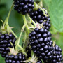 Brombeere (Rubus fruticosus) TRIPLE CROWN