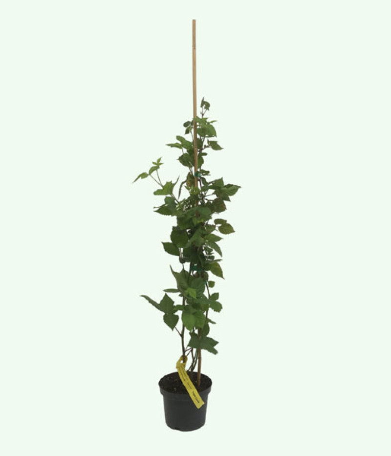 Brombeere (Rubus fruticosus) TRIPLE CROWN - Tutifruti SK