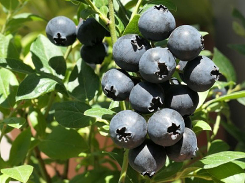 PBR Blueberry (Vaccinium corymbosum x Vaccinium angustifolium x Vaccinium uliginosum) ALVAR - Tutifruti, s.r.o. (SK) PBR Blueberry (Vaccinium corymbosum x Vaccinium angustifolium x Vaccinium uliginosum) ALVAR - Tutifruti, s.r.o. (SK)