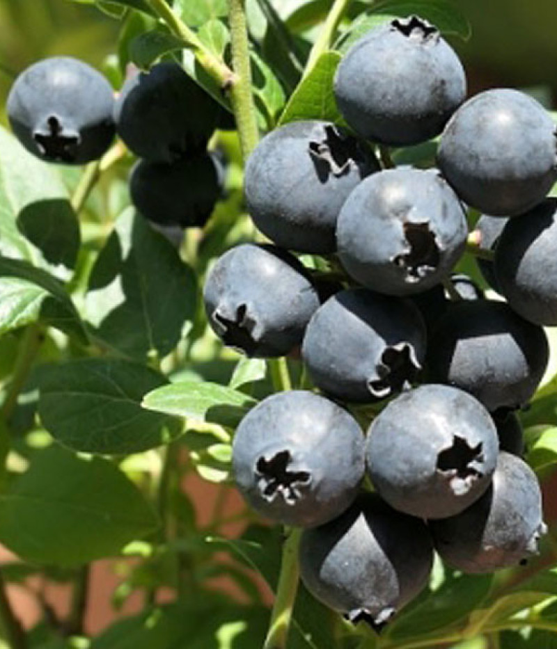 PBR Čučoriedka (Vaccinium corymbosum x Vaccinium angustifolium x Vaccinium uliginosum) ALVAR - Tutifruti, s.r.o. (SK)