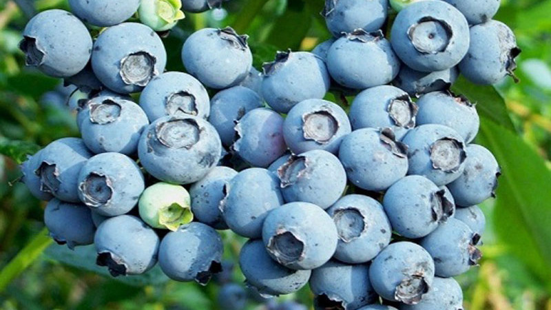 Blaubeeren und Kalzium: Eine Geschichte von Liebe und Hass 