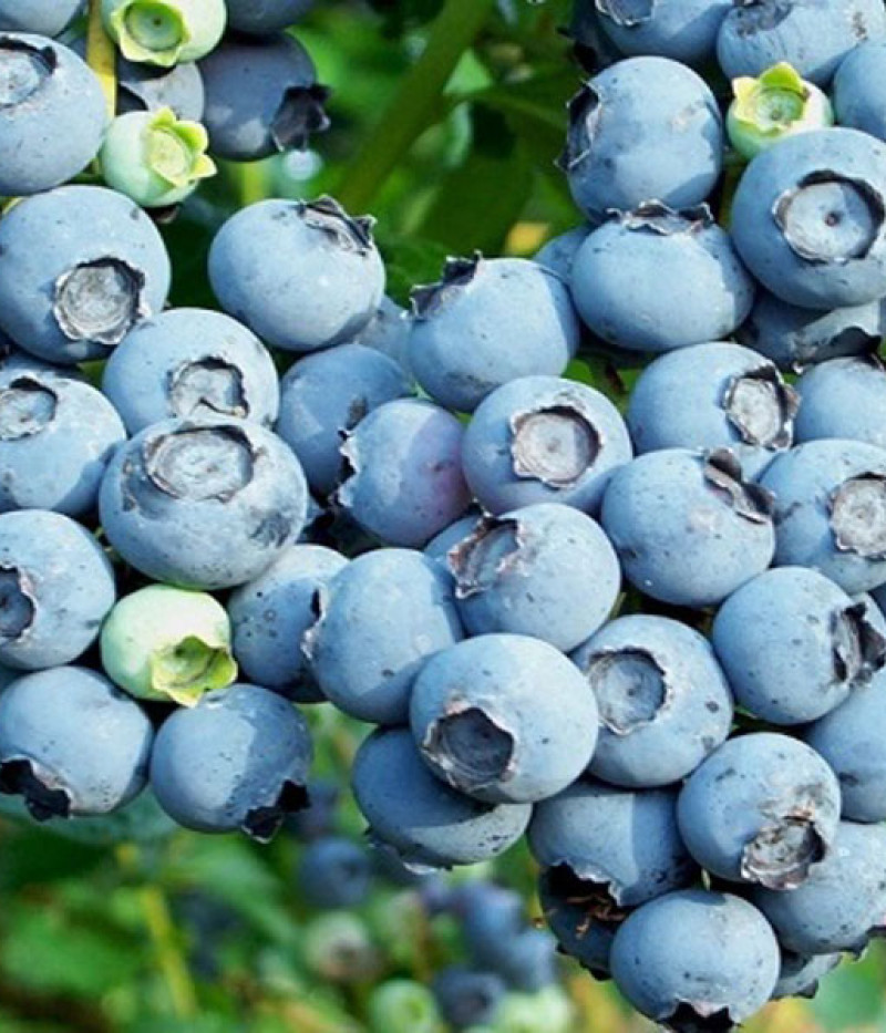Blueberry (Vaccinium corymbosum x Vaccinium darrowii) OZARKBLUE - Tutifruti, s.r.o.