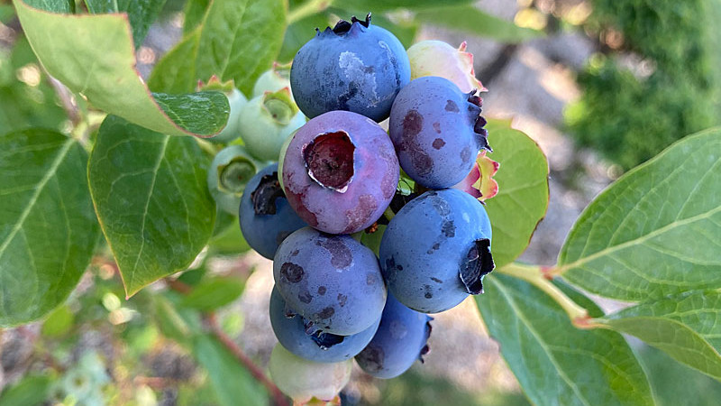 Auswahl von Heidelbeeren und Geißbeeren (Teil 1): Welcher Typ ist der richtige für Sie?