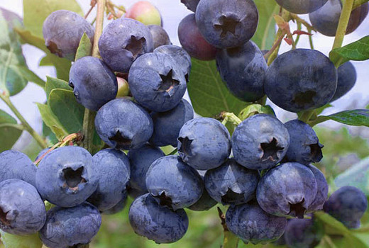 Anleitung zur Auswahl von wärmeliebenden Blaubeeren: 3 Mythen, die Sie an einer reichen Ernte hindern