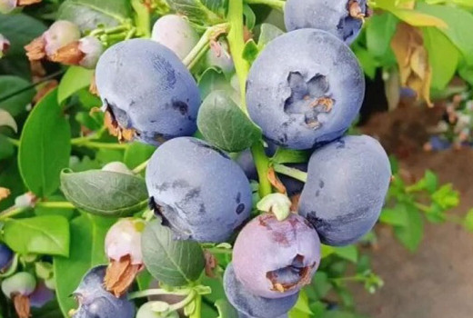 Südliche Hochbusch-Blaubeeren: Analyse der Sorten Blue Ridge, Cape Fear, Cooper und Gulfcoast