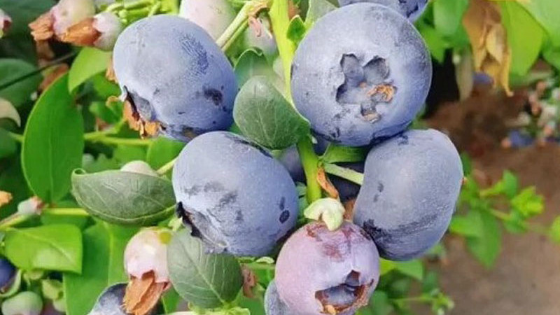 Südliche Hochbusch-Blaubeeren: Analyse der Sorten Blue Ridge, Cape Fear, Cooper und Gulfcoast