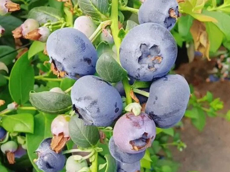 Blueberry (Vaccinium corymbosum x Vaccinium darrowii) CAPE FEAR - Tutifruti SK Blueberry (Vaccinium corymbosum x Vaccinium darrowii) CAPE FEAR - Tutifruti SK