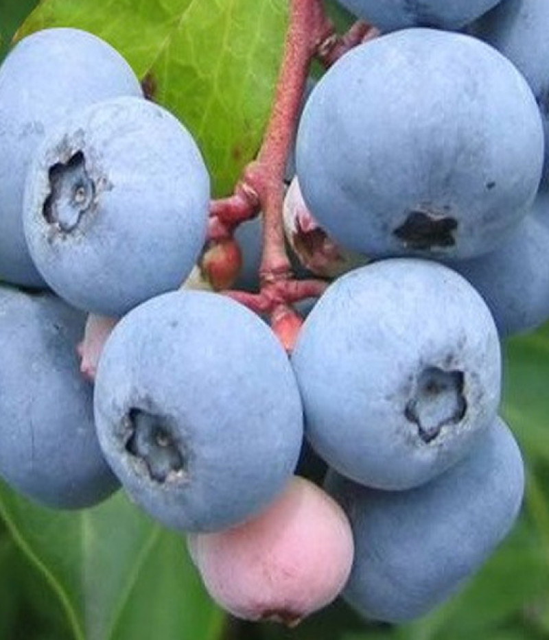 Heidelbeere (Vaccinium virgatum) CENTURION® - Tutifruti SK