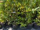 Čučoriedka (Vaccinium virgatum) CLIMAX® - Tutifruti SK Čučoriedka (Vaccinium virgatum) CLIMAX® - Tutifruti SK
