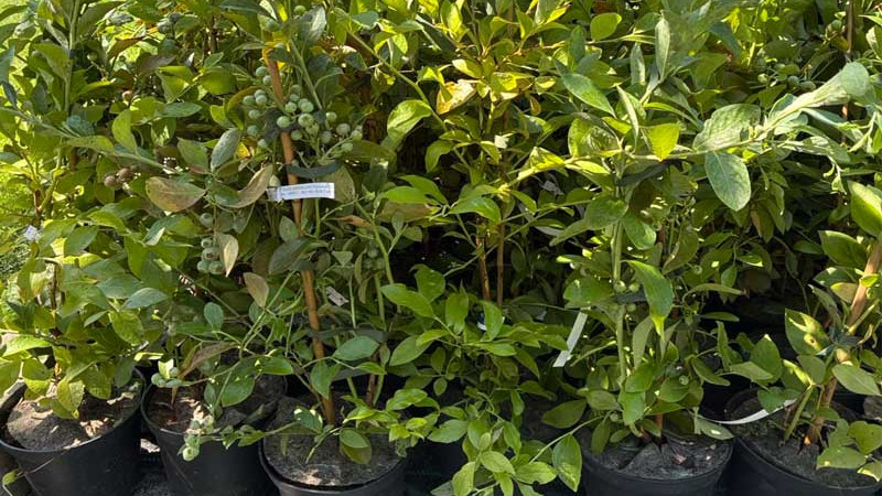 Wasser für Heidelbeeren: Qualität, pH-Wert & Salinität